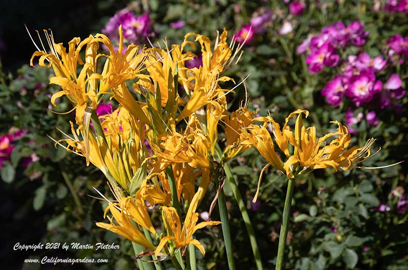 Lycoris aurea, Golden Spider Lily