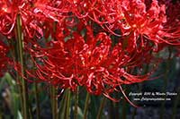 Lycoris radiata, Red Spider Lily