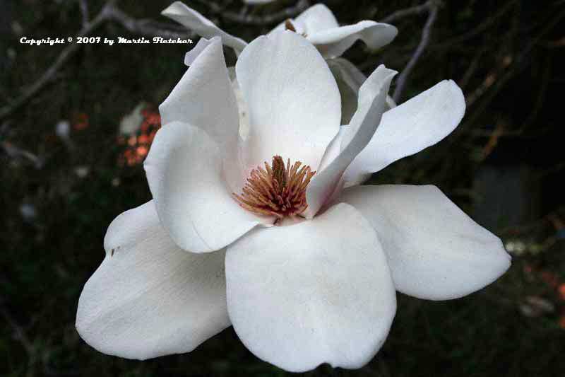 Magnolia soulangiana brozzonii
