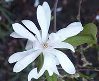 Magnolia stellata Waterlily, White Star Magnolia