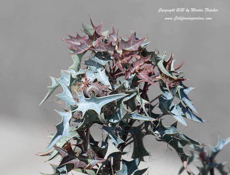 Mahonia trifoliolata, Trifoliate Barberry