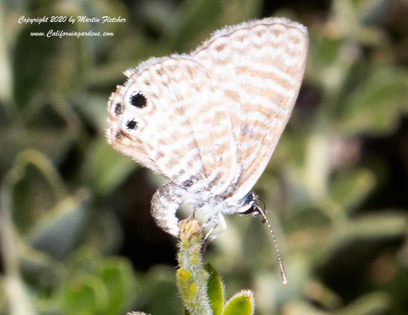 Marine Blue Butterfly, Pickeringia montana, Chaparral Pea