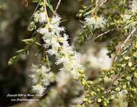 Tea Tree, Melaleuca alternifolia
