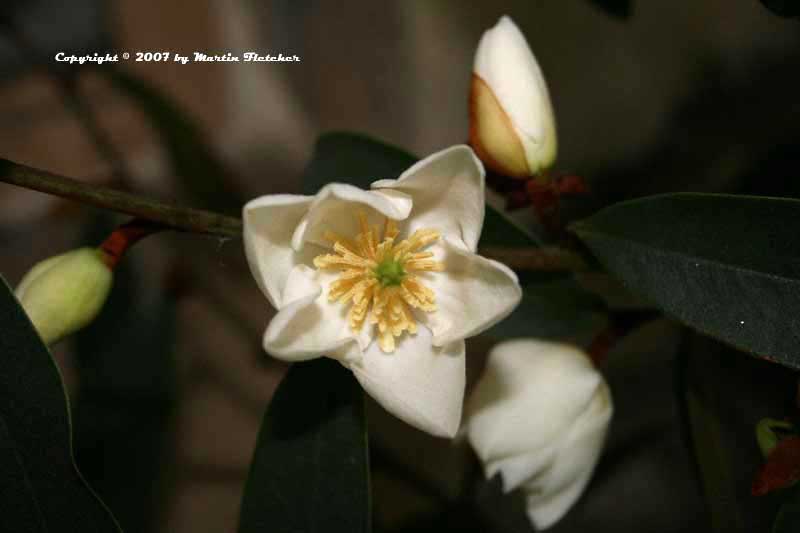 Michelia yunnanensis, Magnolia dianica