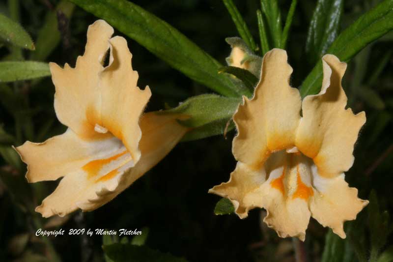 Mimulus aurantiacus, Diplacus aurantiacus, Sticky Monkey Flower