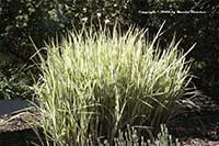 Miscanthus sinensis variegatus, Variegated Silver Grass