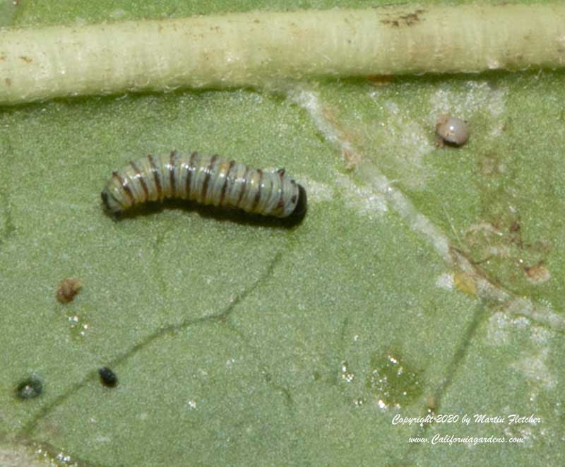 1st instar Monarch Caterpillar