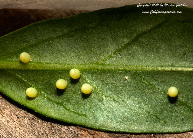 Monarch Butterfly Eggs