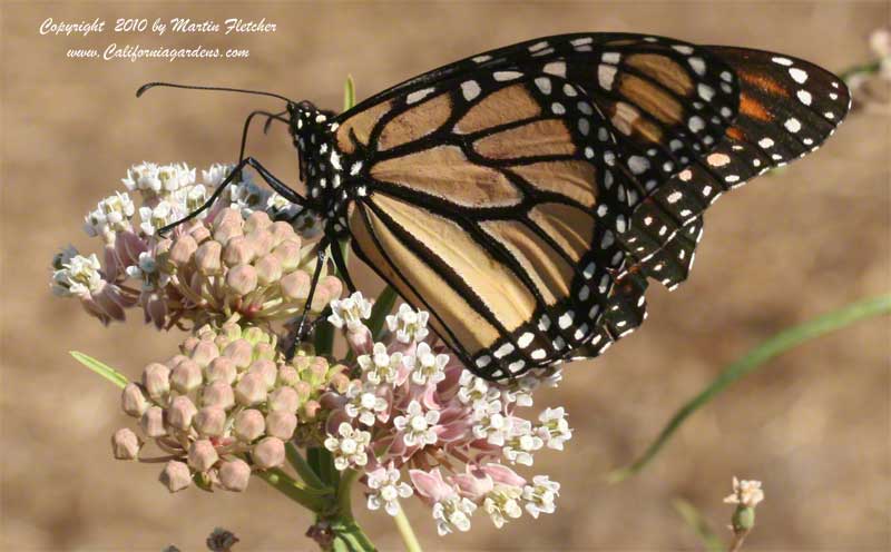 Adult Monarch Butterfly on Milkweed