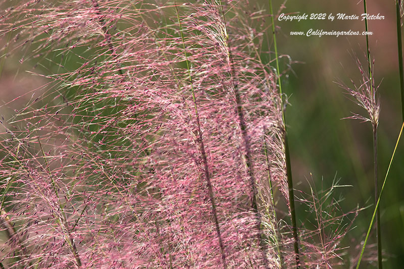 Muhlenbergia dubia, Pink Muhly Grass, Hairy Awn Muhly Grass