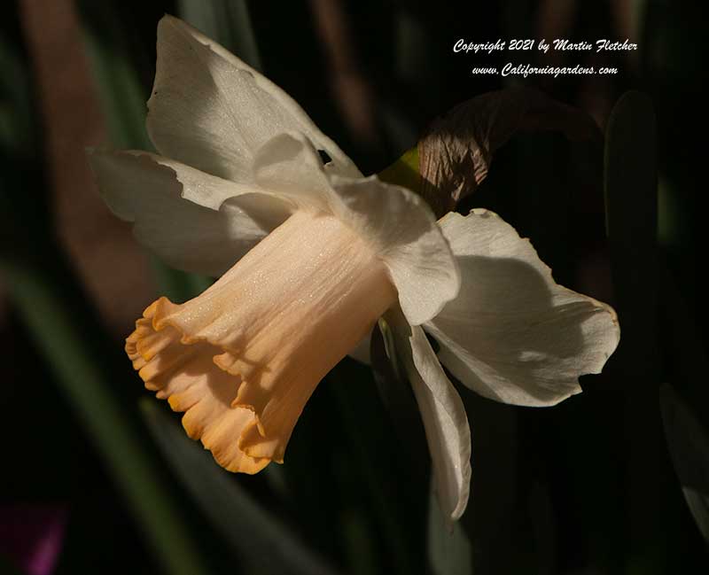Narcissus Jenny, Jenny Daffodil