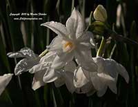 Narcissus Paperwhite, Paperwhite Jonquil