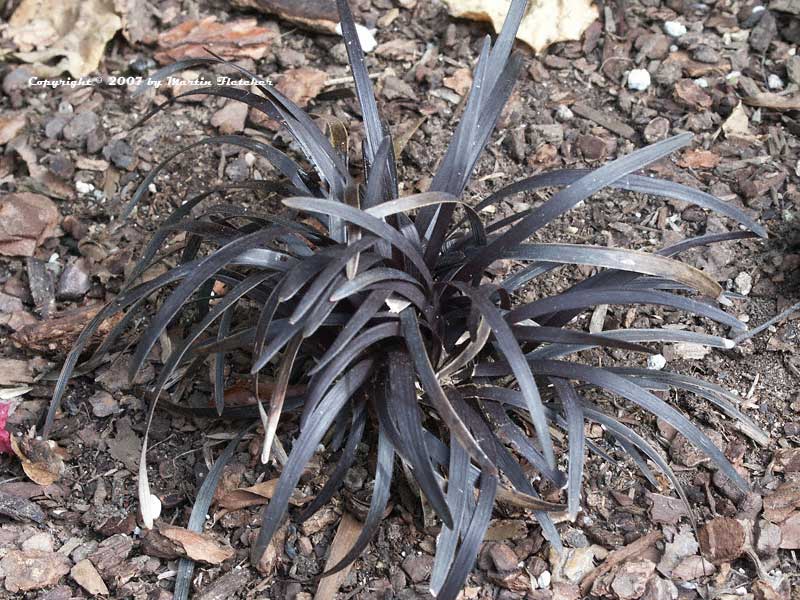 Ophiopogon planiscapus nigrescens, Black Mondo Grass