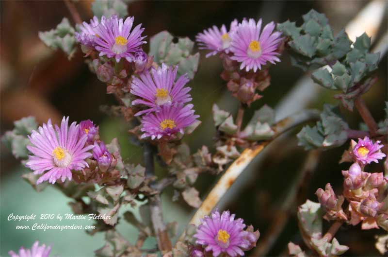 Oscularia deltoides, Pink Iceplant