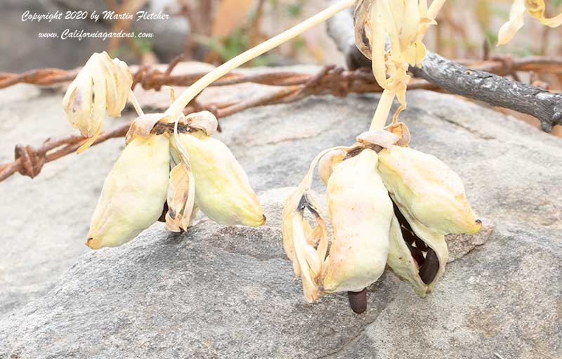 Paeonia californica seeds, California Peony