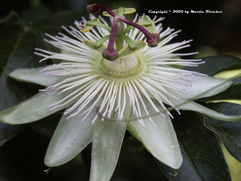 Passiflora caerulea Constance Elliott, White Passion Vine
