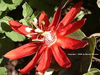 Passiflora vitifolia, Red Granadilla