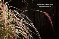 Pennisetum Cherry Sparkler, Cherry Sparkler Fountain Grass