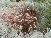 Pennisetum setaceum rubrum, Red Fountain Grass