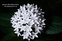 Pentas lancoelata Butterfly White, Butterfly White Star Cluster