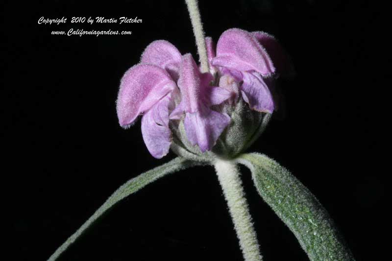 Phlomis purpurea, Purple Jerusalem Sage