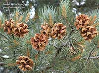 Pinus monophylla, Single Leaf Pinyon Pine