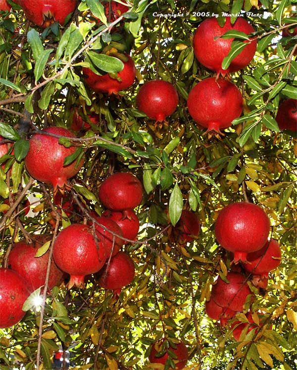 Punica granatum, Pomegranate wonderful