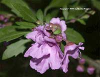 Prosanthera ovalifolia, Mint Bush