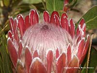 Protea magnifica, Queen Protea