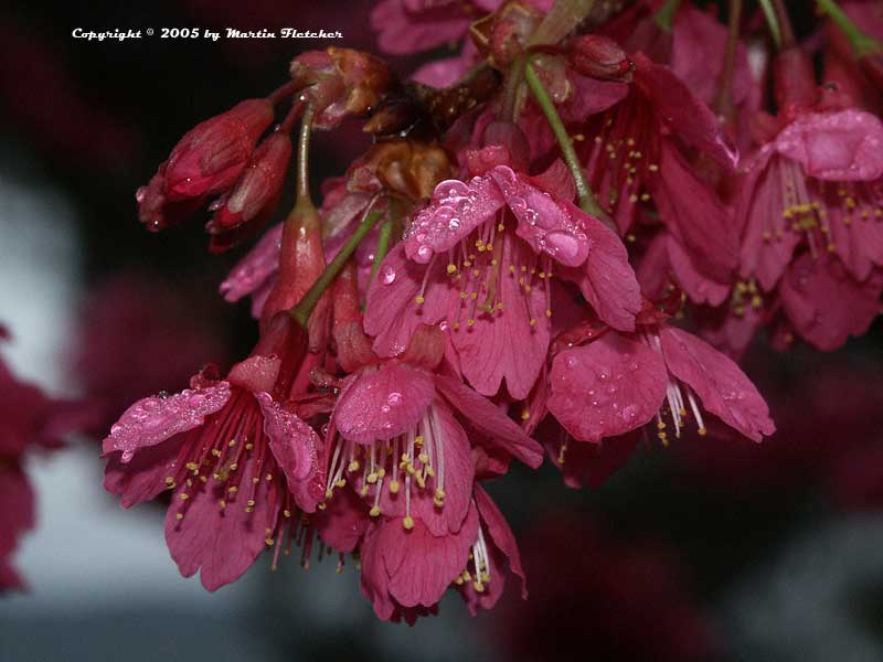 Prunus campanulata, Taiwan Flowering Cherry