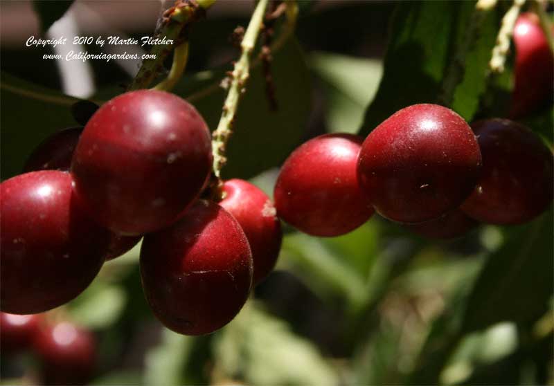 Prunus ilicifolia ssp lyonii, Catalina Cherry