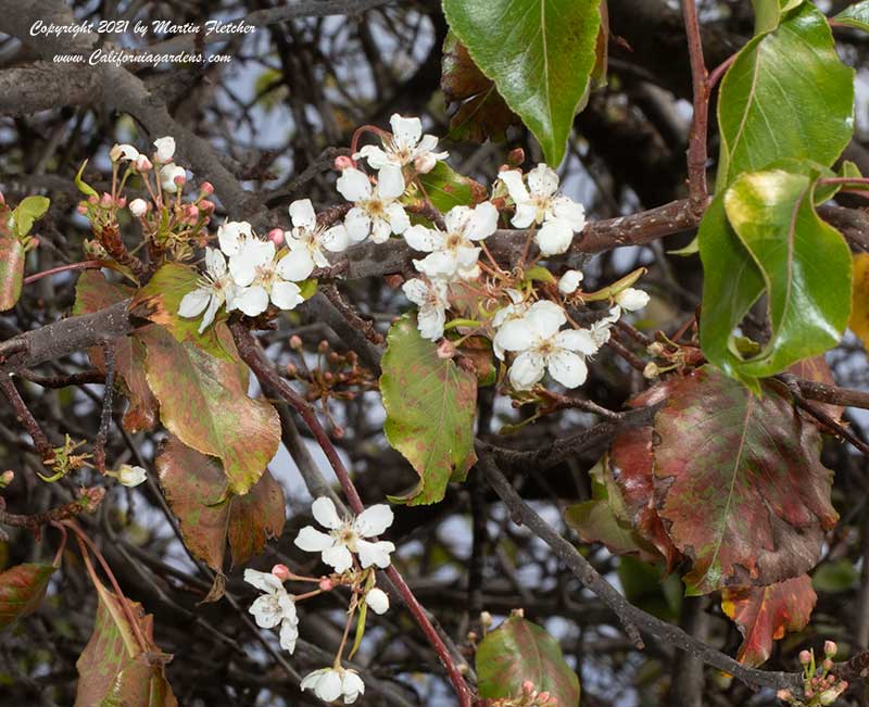 Pyrus kawakamii, Evergreen Flowering Pear