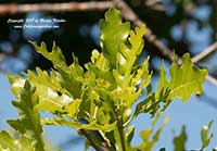 Quercus garryana, Garry Oak, Oregon Oak