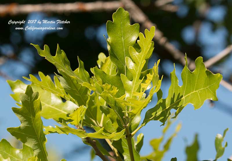 Quercus garryana, Oregon Oak, Garry Oak in Spring