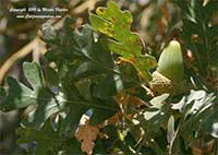 Quercus lobata, Valley Oak