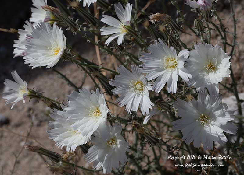 Rafinesquia neomexicana, Desert Chicory, New Mexico Plumeseed