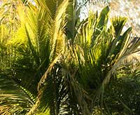Ravenea rivularis, Majesty Palm, Majestic Palm