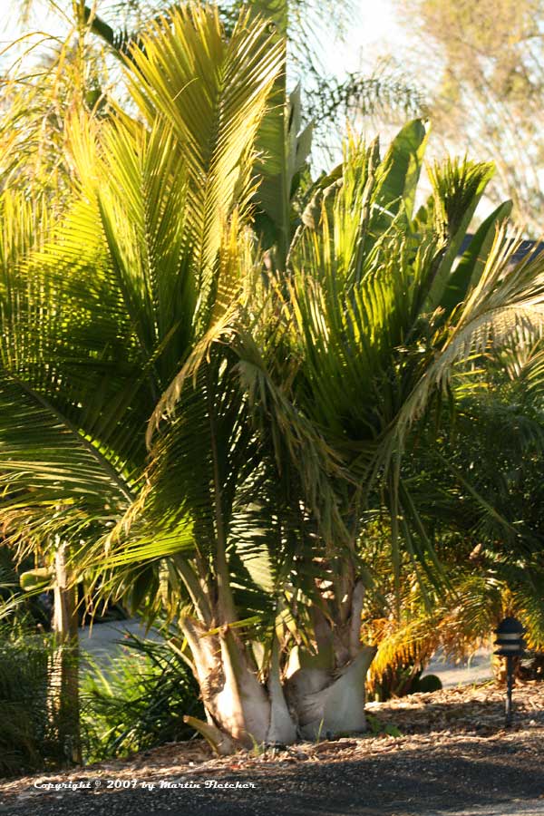 Ravenea rivularis, Majesty Palm