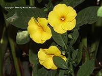 Reinwardtia indica, Yellow Flax