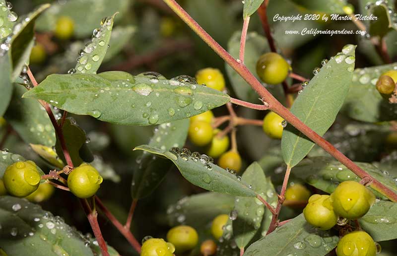 Rhamnus californica seeds, Coffee Berry