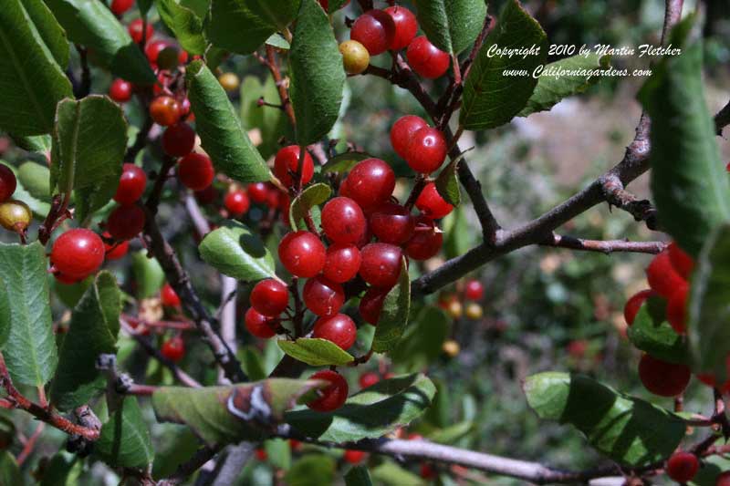 Rhamnus crocea, Red Berry