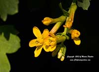 Ribes aureum, Golden Currant