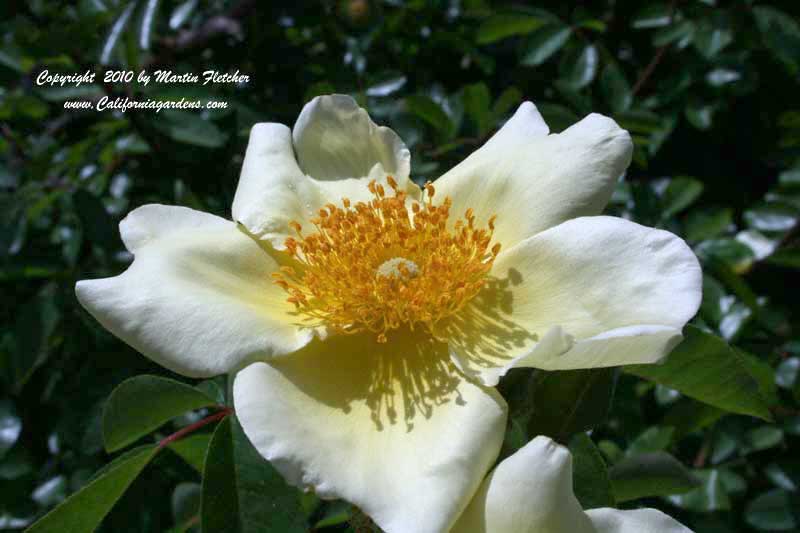 Rosa laevigata, Cherokee Rose