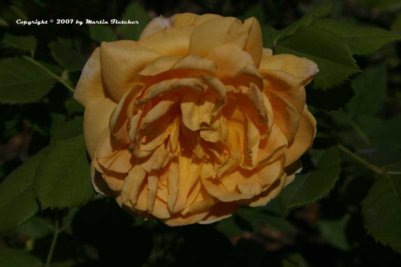 Golden Celebration Rose