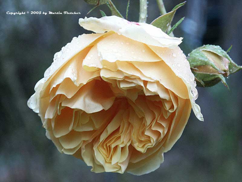 David Austin Rose, English Rose, Romantica Rose