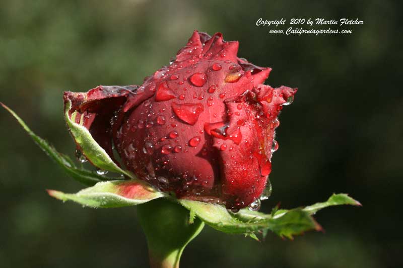 Ingrid Bergman Hybrid Tea Rose