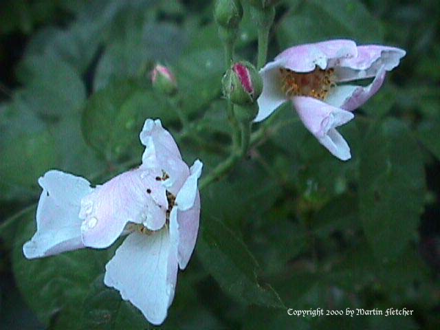 Kathleen Rose, Hybrid Musk