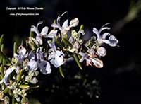 Rosmarinus officinalis prostratus, Creeping Rosemary