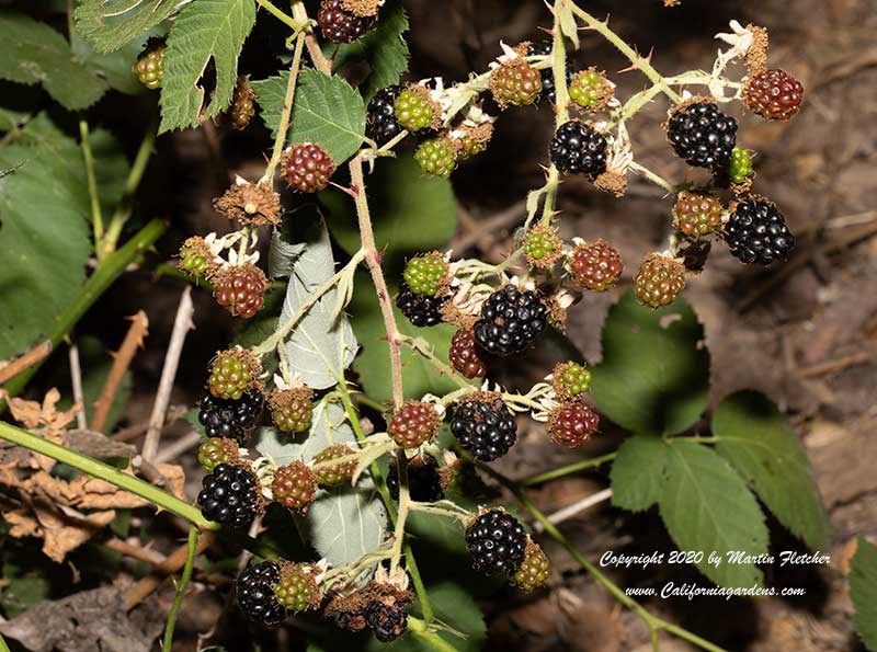 Rubus ursinus fruit cluster, California Blackberry