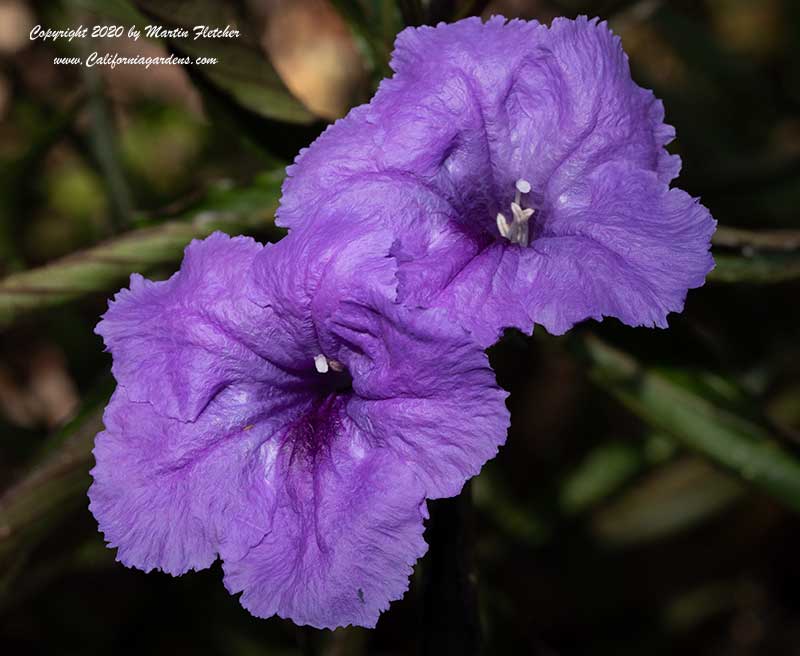 Ruellia brittoniana Purple Showers